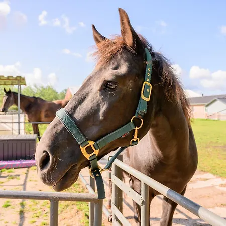 Fachwerkhaus - Westen Oben - Bauernhof Hopp Vadersdorf * Fehmarn