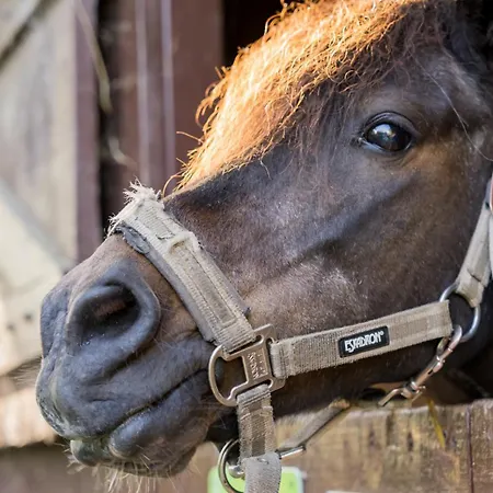 Appartamento Fachwerkhaus - Westen Oben - Bauernhof Hopp Vadersdorf Fehmarn