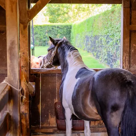 Fachwerkhaus - Westen Oben - Bauernhof Hopp Vadersdorf Fehmarn