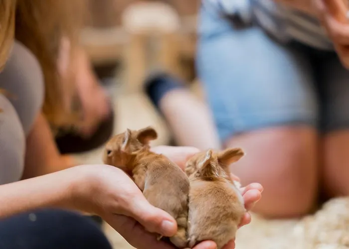 Fachwerkhaus - Westen Oben - Bauernhof Hopp Vadersdorf Appartement *