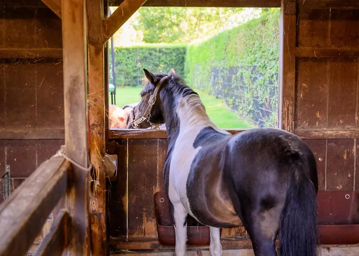 Fachwerkhaus - Westen Oben - Bauernhof Hopp Vadersdorf Fehmarn