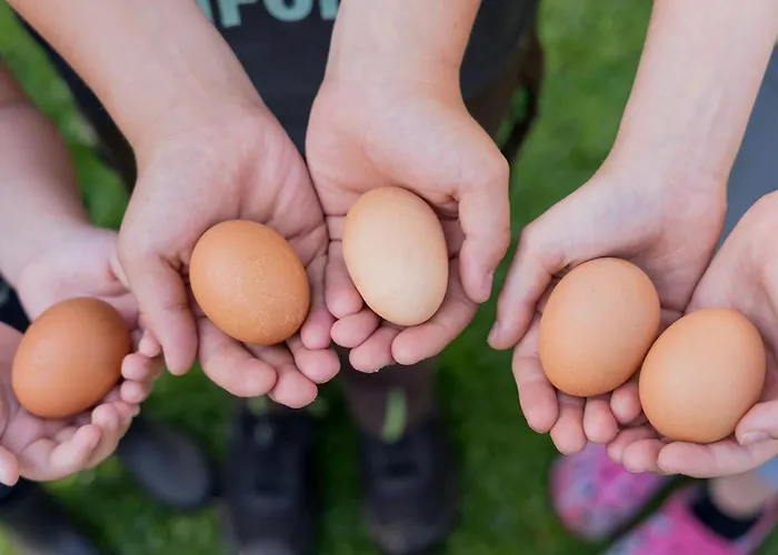 Appartement Fachwerkhaus - Westen Oben - Bauernhof Hopp Vadersdorf *